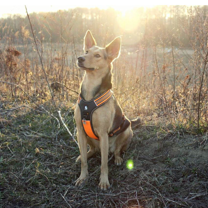 Reflective Heavy Duty Harness Orange M